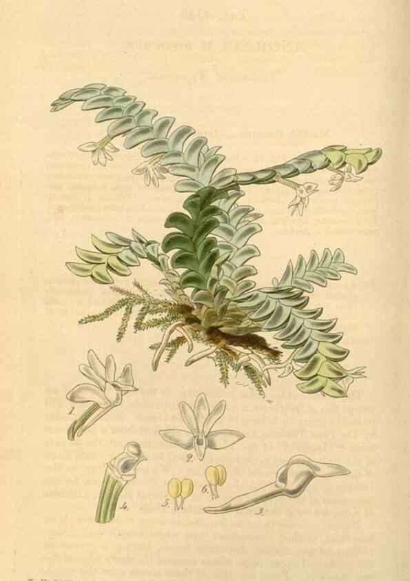 Reproducción/Reproduction 34863532420: Curtis's botanical magazine.. London ; New York [etc.] :Academic Press [etc.]