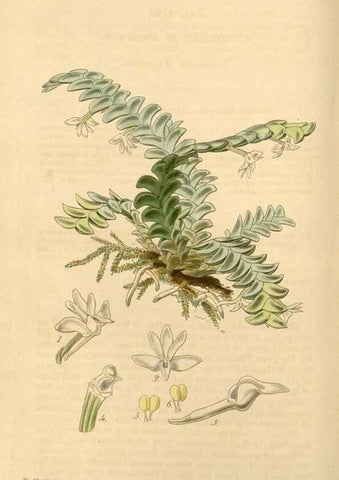 Reproducción/Reproduction 34863532420: Curtis's botanical magazine.. London ; New York [etc.] :Academic Press [etc.]