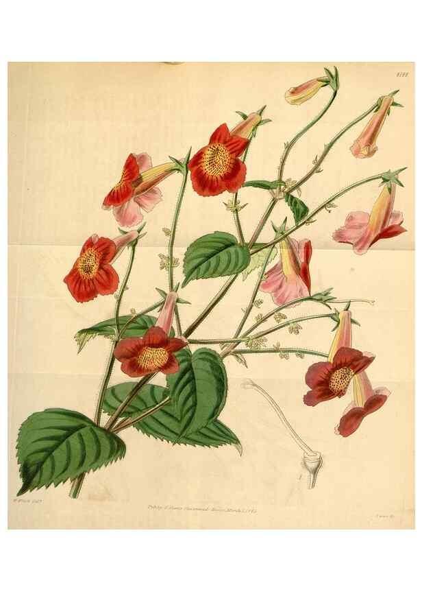 Reproducción/Reproduction 34863530920: Curtis's botanical magazine.. London ; New York [etc.] :Academic Press [etc.]