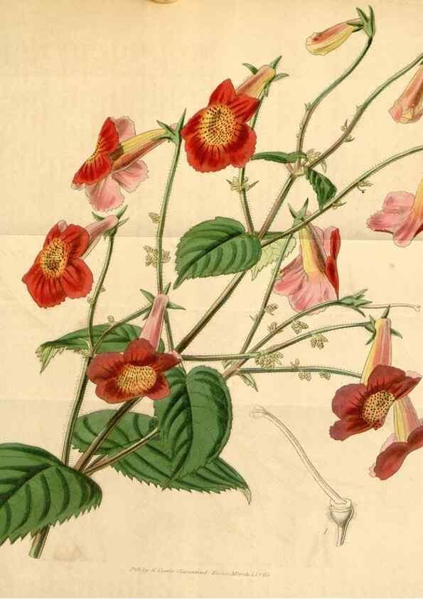 Reproducción/Reproduction 34863530920: Curtis's botanical magazine.. London ; New York [etc.] :Academic Press [etc.]