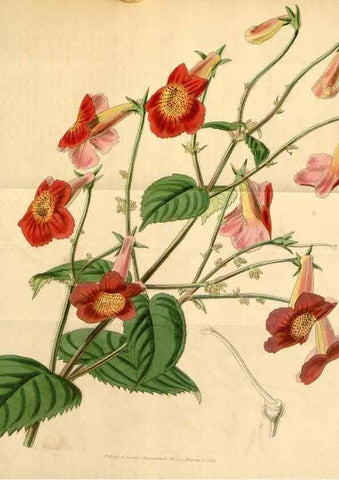 Reproducción/Reproduction 34863530920: Curtis's botanical magazine.. London ; New York [etc.] :Academic Press [etc.]