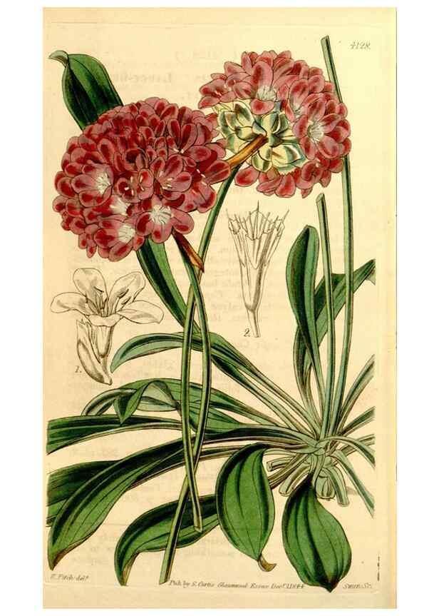 Reproducción/Reproduction 34863368850: Curtis's botanical magazine.. London ; New York [etc.] :Academic Press [etc.]