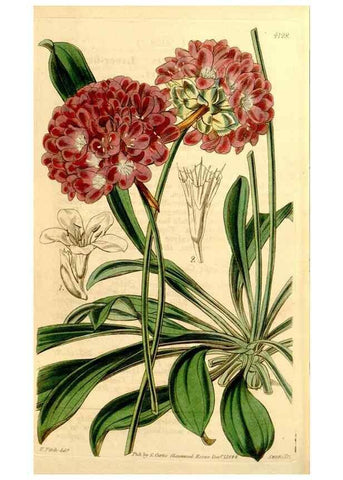 Reproducción/Reproduction 34863368850: Curtis's botanical magazine.. London ; New York [etc.] :Academic Press [etc.]