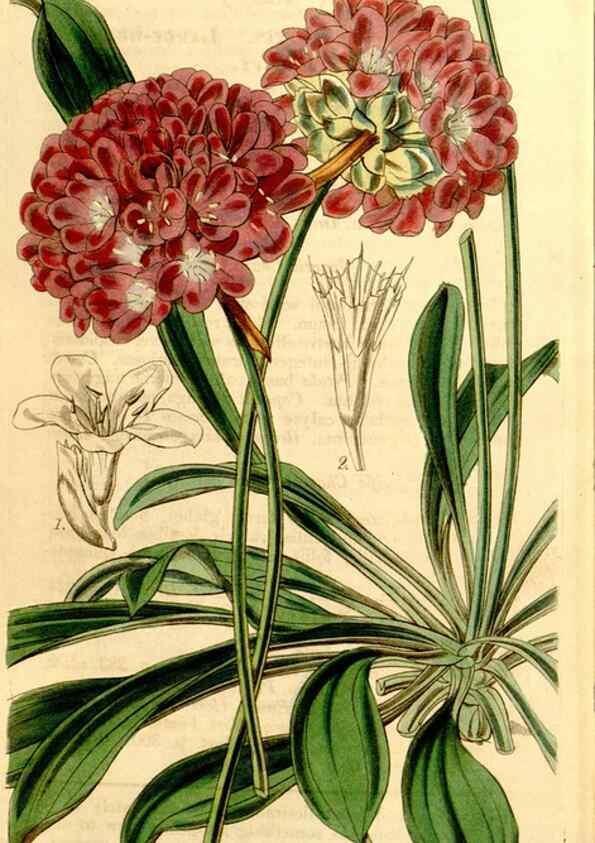 Reproducción/Reproduction 34863368850: Curtis's botanical magazine.. London ; New York [etc.] :Academic Press [etc.]