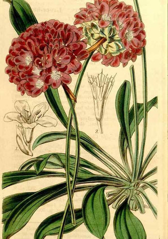 Reproducción/Reproduction 34863368850: Curtis's botanical magazine.. London ; New York [etc.] :Academic Press [etc.]