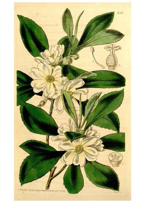 Reproducción/Reproduction 34863372170: Curtis's botanical magazine.. London ; New York [etc.] :Academic Press [etc.]