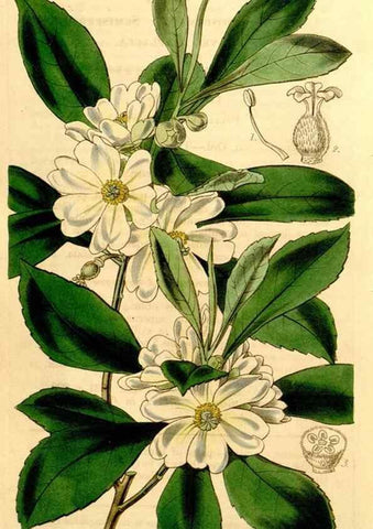 Reproducción/Reproduction 34863372170: Curtis's botanical magazine.. London ; New York [etc.] :Academic Press [etc.]