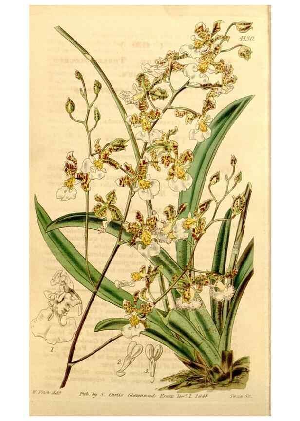 Reproducción/Reproduction 34441528983: Curtis's botanical magazine.. London ; New York [etc.] :Academic Press [etc.]