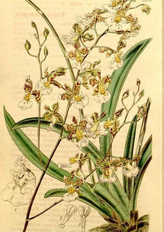 Reproducción/Reproduction 34441528983: Curtis's botanical magazine.. London ; New York [etc.] :Academic Press [etc.]