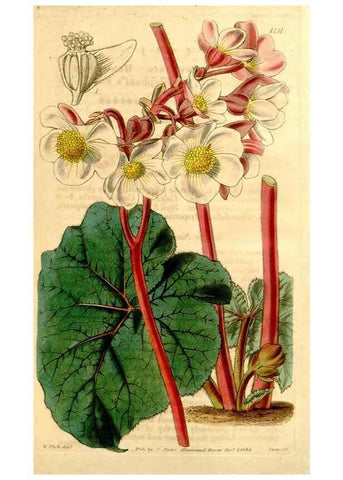 Reproducción/Reproduction 34441533633: Curtis's botanical magazine.. London ; New York [etc.] :Academic Press [etc.]