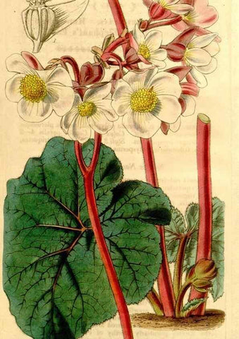 Reproducción/Reproduction 34441533633: Curtis's botanical magazine.. London ; New York [etc.] :Academic Press [etc.]