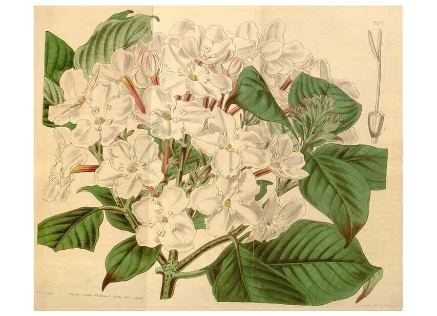 Reproducción/Reproduction 35120891721: Curtis's botanical magazine.. London ; New York [etc.] :Academic Press [etc.]