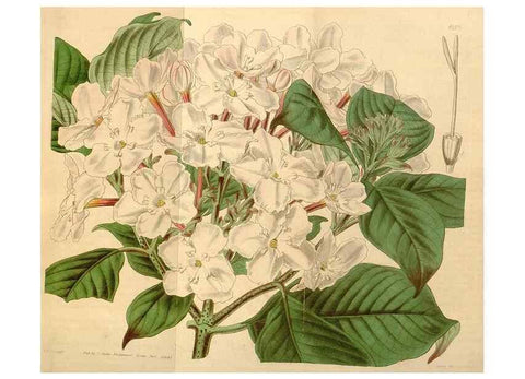 Reproducción/Reproduction 35120891721: Curtis's botanical magazine.. London ; New York [etc.] :Academic Press [etc.]