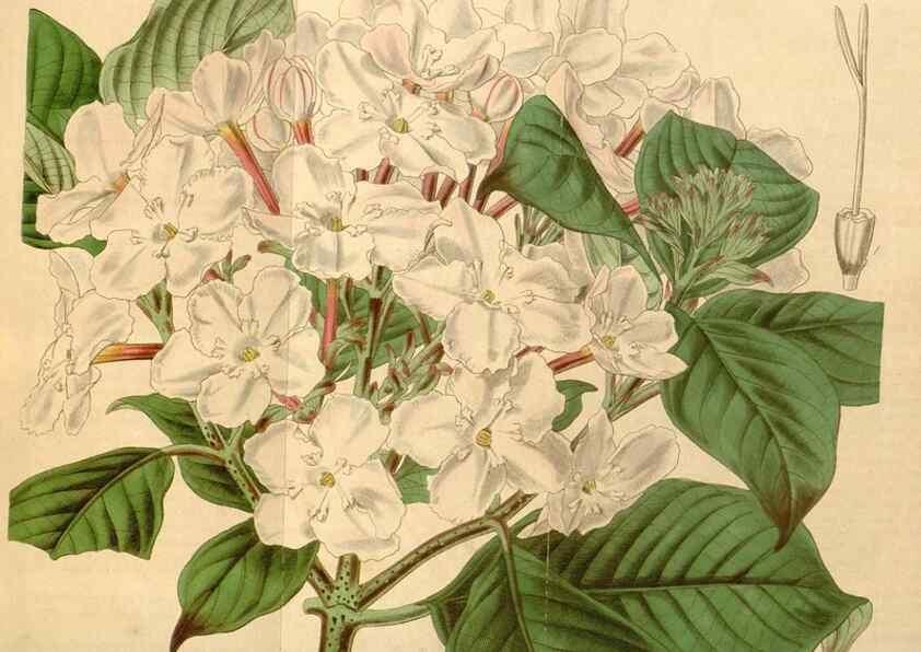 Reproducción/Reproduction 35120891721: Curtis's botanical magazine.. London ; New York [etc.] :Academic Press [etc.]