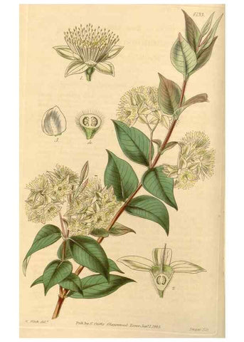 Reproducción/Reproduction 35120893081: Curtis's botanical magazine.. London ; New York [etc.] :Academic Press [etc.]