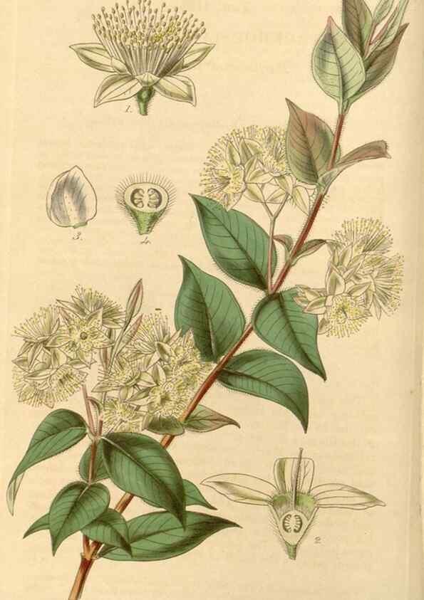 Reproducción/Reproduction 35120893081: Curtis's botanical magazine.. London ; New York [etc.] :Academic Press [etc.]