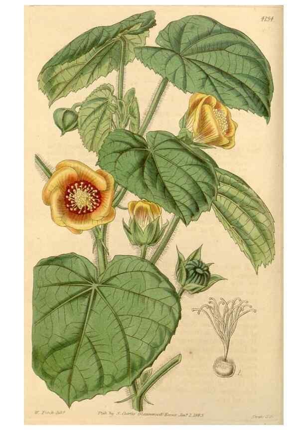 Reproducción/Reproduction 35085208972: Curtis's botanical magazine.. London ; New York [etc.] :Academic Press [etc.]