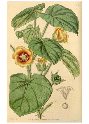 Reproducción/Reproduction 35085208972: Curtis's botanical magazine.. London ; New York [etc.] :Academic Press [etc.]