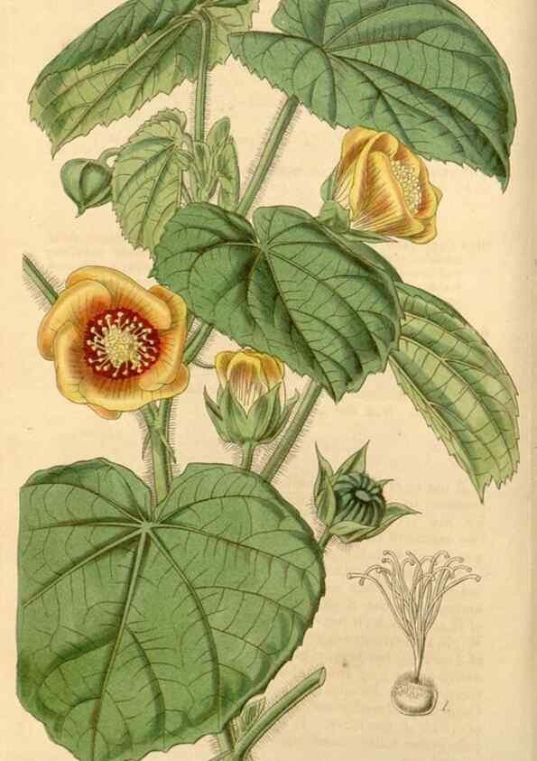 Reproducción/Reproduction 35085208972: Curtis's botanical magazine.. London ; New York [etc.] :Academic Press [etc.]
