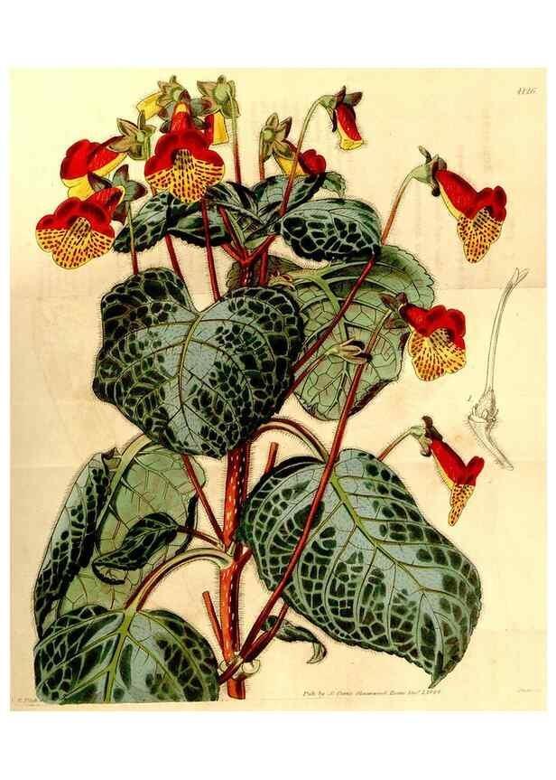 Reproducción/Reproduction 34441510693: Curtis's botanical magazine.. London ; New York [etc.] :Academic Press [etc.]