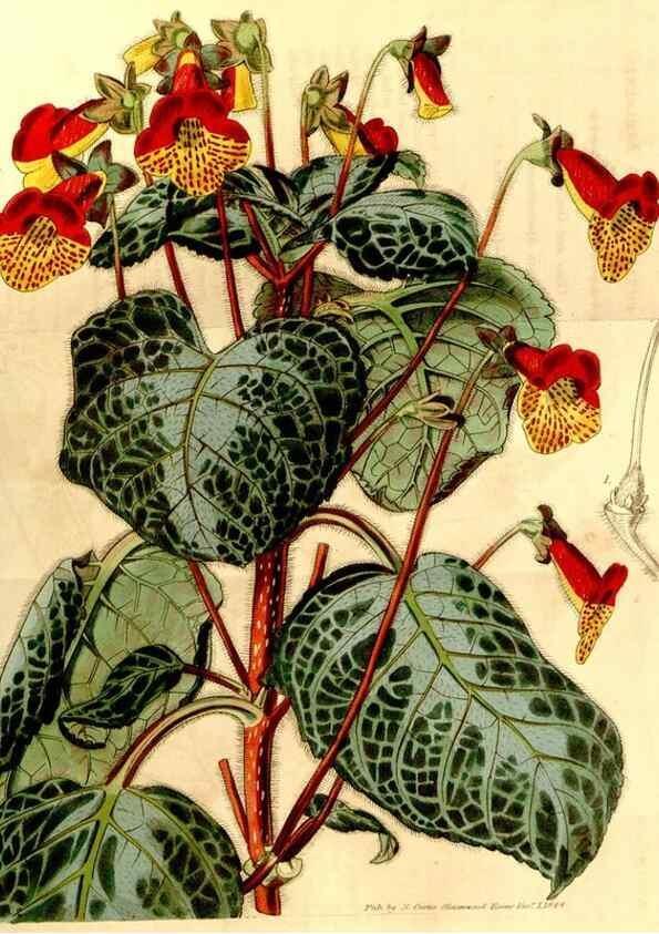 Reproducción/Reproduction 34441510693: Curtis's botanical magazine.. London ; New York [etc.] :Academic Press [etc.]