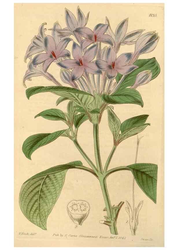 Reproducción/Reproduction 35120896201: Curtis's botanical magazine.. London ; New York [etc.] :Academic Press [etc.]