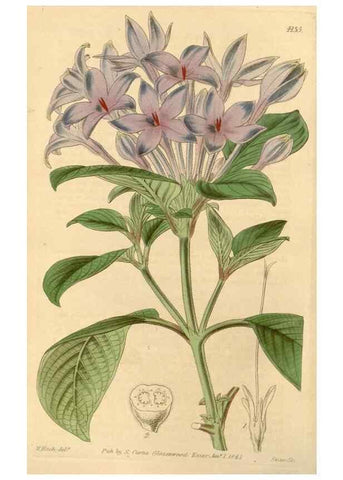 Reproducción/Reproduction 35120896201: Curtis's botanical magazine.. London ; New York [etc.] :Academic Press [etc.]