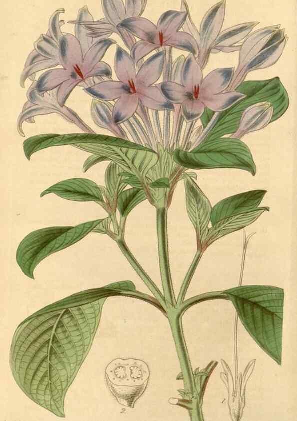 Reproducción/Reproduction 35120896201: Curtis's botanical magazine.. London ; New York [etc.] :Academic Press [etc.]