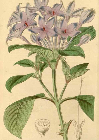 Reproducción/Reproduction 35120896201: Curtis's botanical magazine.. London ; New York [etc.] :Academic Press [etc.]