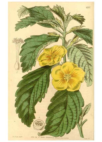 Reproducción/Reproduction 34863515220: Curtis's botanical magazine.. London ; New York [etc.] :Academic Press [etc.]