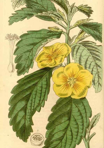 Reproducción/Reproduction 34863515220: Curtis's botanical magazine.. London ; New York [etc.] :Academic Press [etc.]