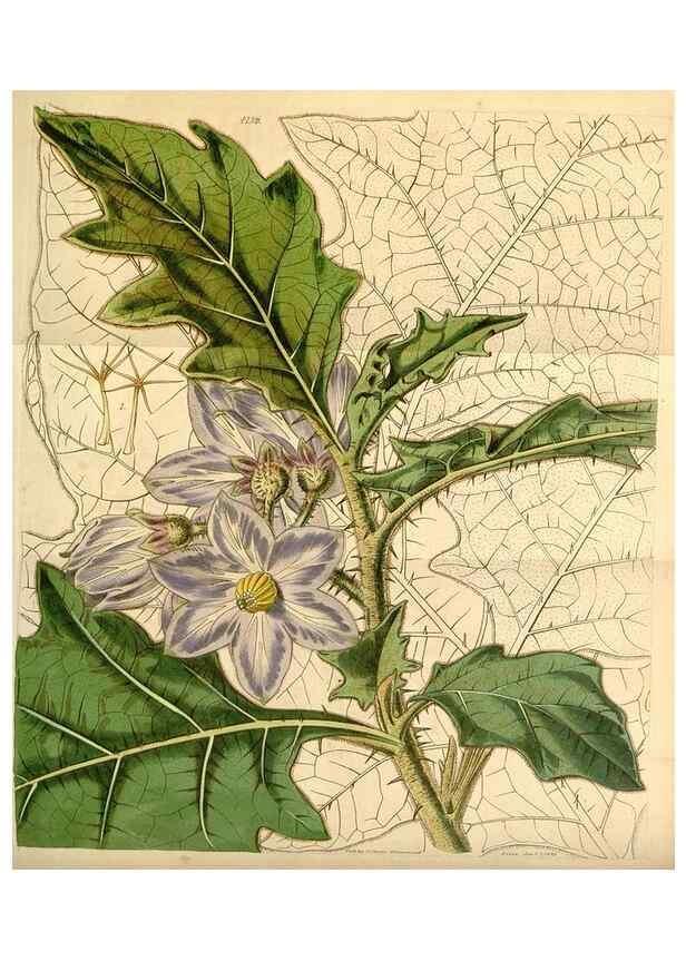 Reproducción/Reproduction 35210747976: Curtis's botanical magazine.. London ; New York [etc.] :Academic Press [etc.]