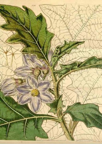 Reproducción/Reproduction 35210747976: Curtis's botanical magazine.. London ; New York [etc.] :Academic Press [etc.]