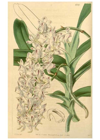 Reproducción/Reproduction 35210751076: Curtis's botanical magazine.. London ; New York [etc.] :Academic Press [etc.]