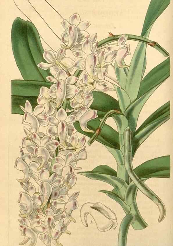 Reproducción/Reproduction 35210751076: Curtis's botanical magazine.. London ; New York [etc.] :Academic Press [etc.]
