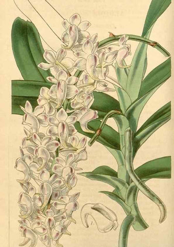 Reproducción/Reproduction 35210751076: Curtis's botanical magazine.. London ; New York [etc.] :Academic Press [etc.]
