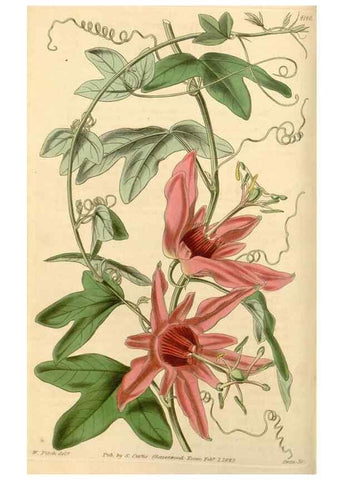 Reproducción/Reproduction 35210754656: Curtis's botanical magazine.. London ; New York [etc.] :Academic Press [etc.]