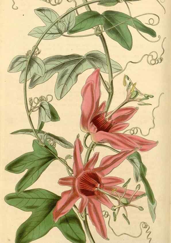Reproducción/Reproduction 35210754656: Curtis's botanical magazine.. London ; New York [etc.] :Academic Press [etc.]