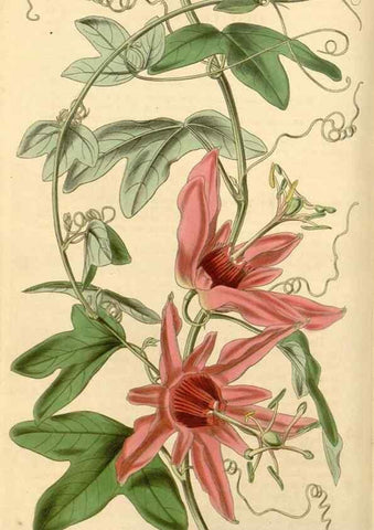 Reproducción/Reproduction 35210754656: Curtis's botanical magazine.. London ; New York [etc.] :Academic Press [etc.]