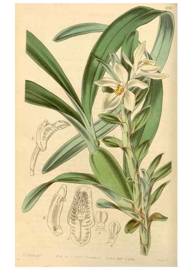 Reproducción/Reproduction 35210758576: Curtis's botanical magazine.. London ; New York [etc.] :Academic Press [etc.]