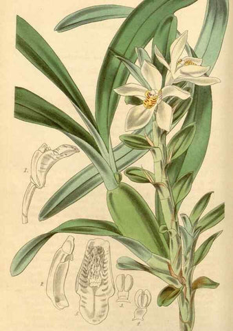 Reproducción/Reproduction 35210758576: Curtis's botanical magazine.. London ; New York [etc.] :Academic Press [etc.]