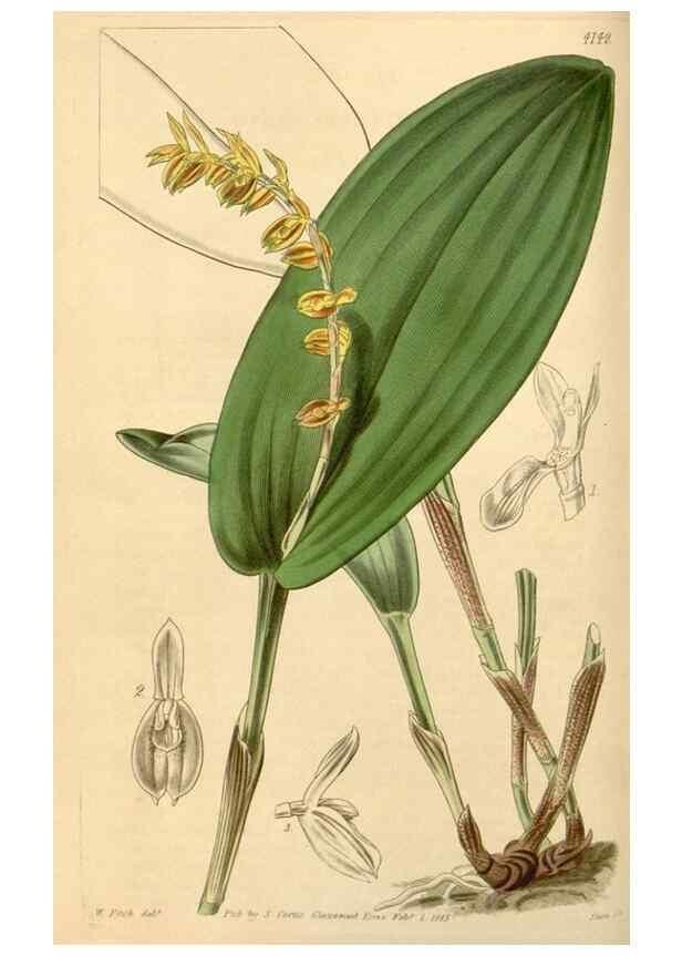 Reproducción/Reproduction 35210762486: Curtis's botanical magazine.. London ; New York [etc.] :Academic Press [etc.]