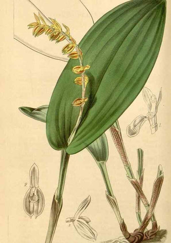 Reproducción/Reproduction 35210762486: Curtis's botanical magazine.. London ; New York [etc.] :Academic Press [etc.]