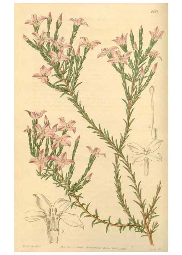 Reproducción/Reproduction 35250543485: Curtis's botanical magazine.. London ; New York [etc.] :Academic Press [etc.]