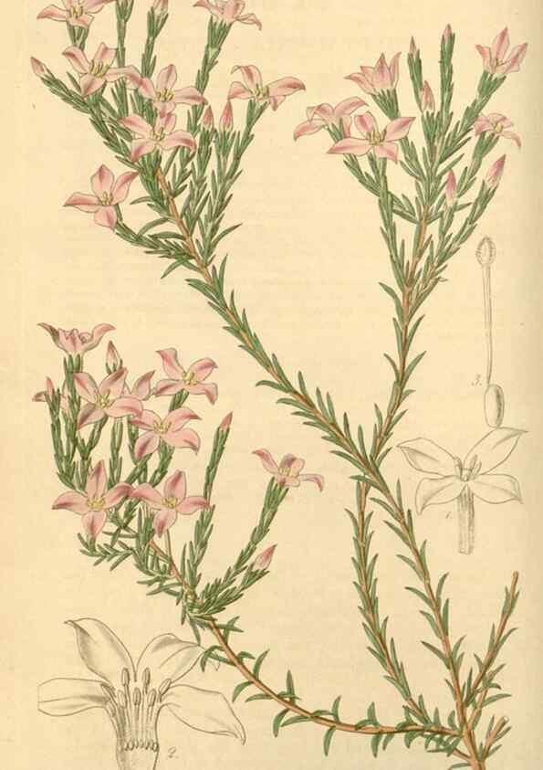 Reproducción/Reproduction 35250543485: Curtis's botanical magazine.. London ; New York [etc.] :Academic Press [etc.]