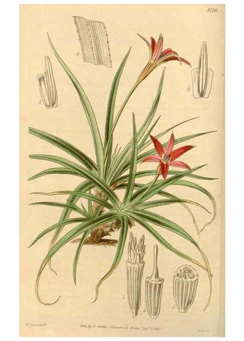 Reproducción/Reproduction 35085214992: Curtis's botanical magazine.. London ; New York [etc.] :Academic Press [etc.]