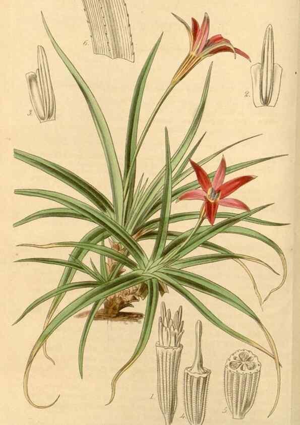 Reproducción/Reproduction 35085214992: Curtis's botanical magazine.. London ; New York [etc.] :Academic Press [etc.]
