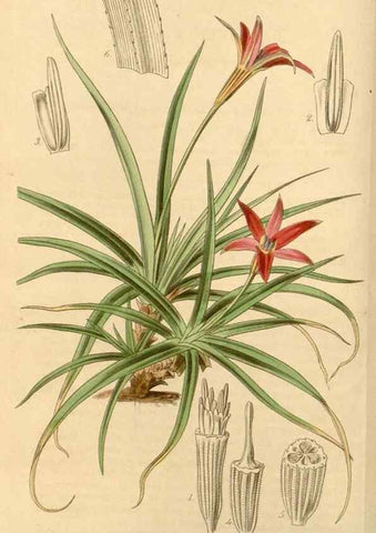 Reproducción/Reproduction 35085214992: Curtis's botanical magazine.. London ; New York [etc.] :Academic Press [etc.]