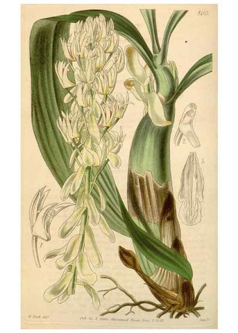Reproducción/Reproduction 34406790374: Curtis's botanical magazine.. London ; New York [etc.] :Academic Press [etc.]