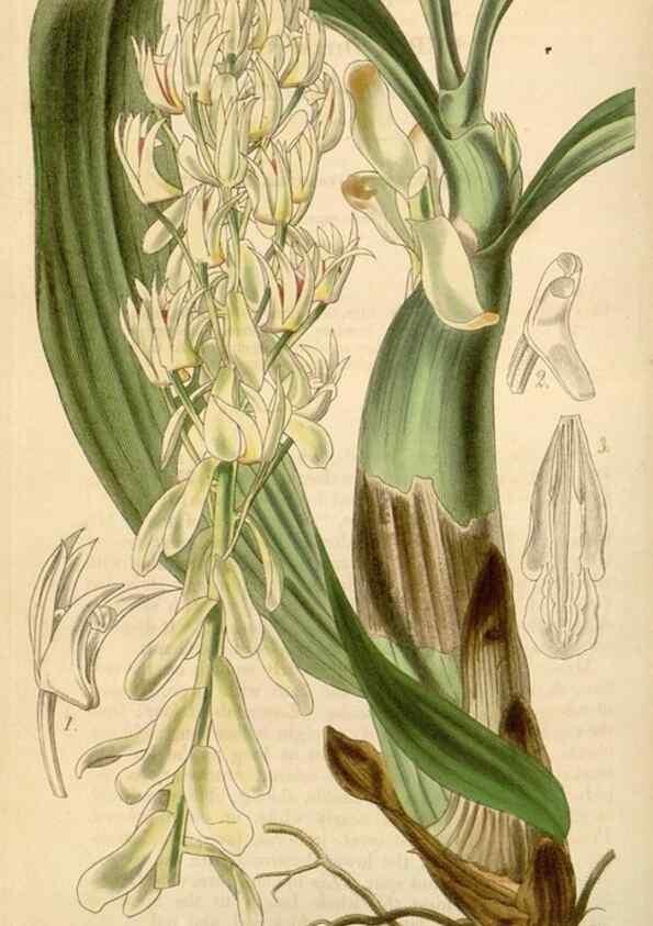 Reproducción/Reproduction 34406790374: Curtis's botanical magazine.. London ; New York [etc.] :Academic Press [etc.]